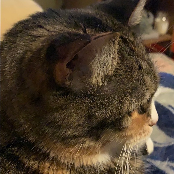 Meet your Posher, Katie - Picture 1 of 1